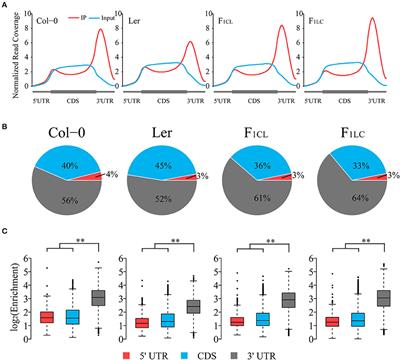Transcriptome-Wide Analysis of RNA m6A Methylation and Gene Expression Changes Among Two Arabidopsis Ecotypes and Their Reciprocal Hybrids